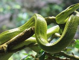 Змея принесёт счастье на кончике хвоста: Павел Глоба назвал 3 знака зодиака, которым символ года преподнесет фантастический 2025