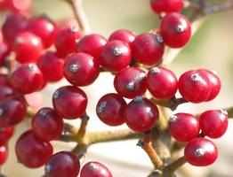 Как правильно хранить клюкву и заготовить её на зиму