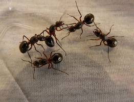 Как быстро избавиться от домашних муравьёв