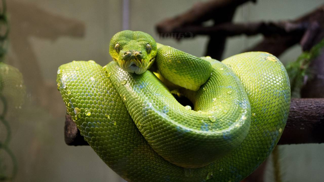 Главная картинка новости: Змея принесёт счастье на золотом кончике хвоста: Павел Глоба назвал 3 знака зодиака, которым символ года подарит фантастический 2025