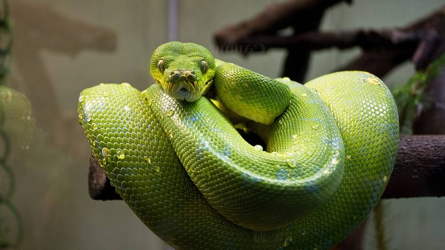 Главная картинка новости: Змея принесёт счастье на золотом кончике хвоста: Павел Глоба назвал 3 знака зодиака, которым символ года подарит фантастический 2025