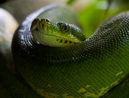 Змея принесёт золотое счастье на кончике хвоста: Павел Глоба назвал 3 знака зодиака, которым символ года подарит счастливый 2025