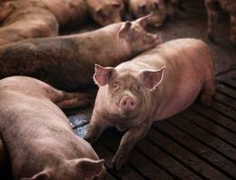 Лекарства и вакцины нет: жителей Коми предупредили об опасном заболевании