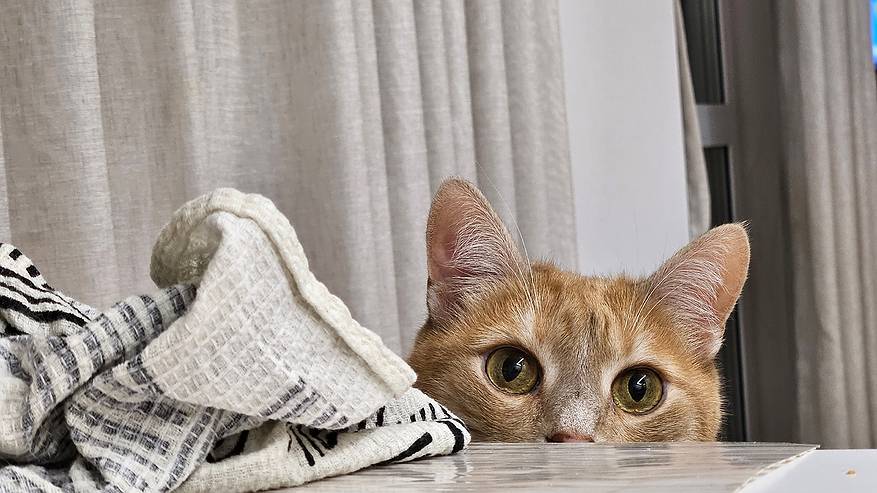 Главная картинка новости: Как быстро приучить котёнка к лотку