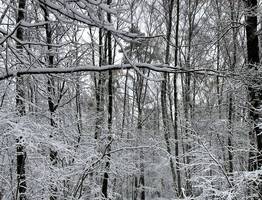 «Зима будет самой страшной в XXI веке». Синоптики сказали, к чему нужно готовиться всем