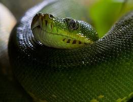 Змея принесёт небесное счастье на кончике хвоста: Павел Глоба назвал 3 знака зодиака, которым символ года подарит фантастический 2025