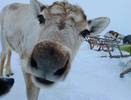 Праздник, который нельзя перенести: оленьи гонки в центре Воркуты