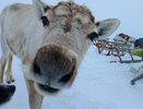 Праздник, который нельзя перенести: оленьи гонки в центре Воркуты