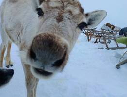 Праздник, который нельзя перенести: оленьи гонки в центре Воркуты
