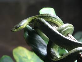 Змея принесёт счастье на кончике хвоста: Павел Глоба назвал 3 знака зодиака, которым символ года приготовил фантастический 2025