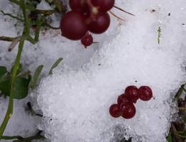 Брусничный сезон в окрестностях Сыктывкара продолжается — советы по сбору и хранению ягод