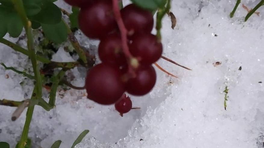 Главная картинка новости: Брусничный сезон в окрестностях Сыктывкара продолжается — советы по сбору и хранению ягод