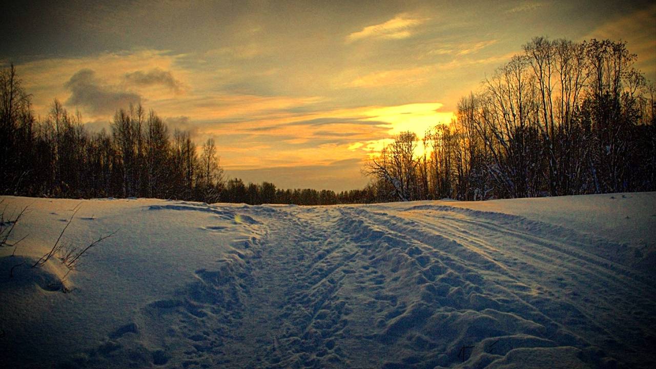 Главная картинка новости: Усть-Куломский район: волк приближается к людям — жители обеспокоены