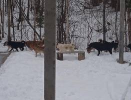Стаи бездомных собак угрожают безопасности детей Троицко-Печорска — местные власти бездействуют
