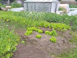 Овощ, который убивает почки: в Европе его больше не едят, а в России по-прежнему этот овощ любят