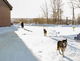 Сыктывкар экономит на отлове бездомных животных: городские власти сократили финансирование на 60%