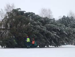 Главную новогоднюю елку в Коми привезут на Стефановскую площадь 5 декабря