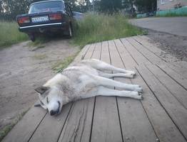 Город в Коми потратит на отлов собак 700 000 рублей