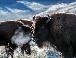 В Коми впервые в России собираются разводить овцебыков