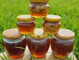 Пчеловод из Коми Анастасия Корнышева планирует расширить ассортимент продукции и заняться организацией агротуров