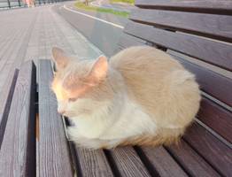 В Сыктывкаре состоится фестиваль “Пойдем домой”, где бездомные кошки смогут найти хозяев