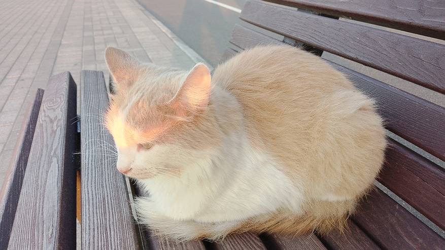 Главная картинка новости: В Сыктывкаре состоится фестиваль “Пойдем домой”, где бездомные кошки смогут найти хозяев