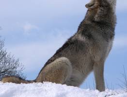 В Коми в одном из сел волк пришел во дворы многоквартирных домов