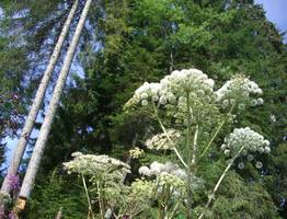 В Коми владелец 6-ти заросших участков привлечен к ответственности