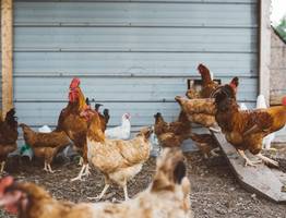 Кинули на крышу — и в курятнике тепло: бесплатный способ утепления пернатых всю зиму