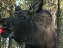 В Коми перед новогодними праздниками началась акция "Вкусняшки для лосяшки"