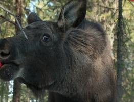 В Коми перед новогодними праздниками началась акция "Вкусняшки для лосяшки"