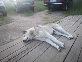 Глава СК поручил возбудить дело по факту нападения собак на детей в Коми