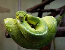 Чтобы задобрить Зеленую Змею и стать богатым нужно поставить на новогодний стол-2025 это - советы по подготовке