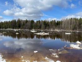 Борьба с незаконной вырубкой лесов в Республике Коми: современные вызовы и меры противодействия