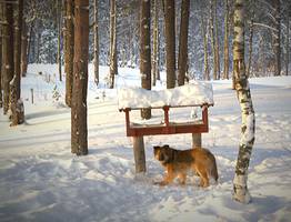 Как в Коми решают проблему бездомных животных: реальные истории и новые инициативы