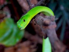 Повезет в любви и в деньгах: Назван знак, которого Зеленая Деревянная Змея в 2025 году одарит золотыми подарками