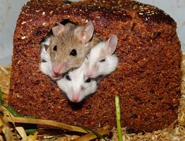 Крысам доступ в дом будет закрыт навсегда: эффективные меры для изгнания грызунов с дачи