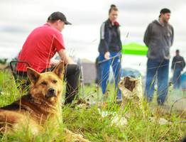 Настоящие собственники: 3 самые ревнивые породы собак — идут на все, чтобы хозяин обращал только на них внимание