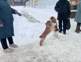 Для них существует только один хозяин: 5 фантастически преданных пород собак