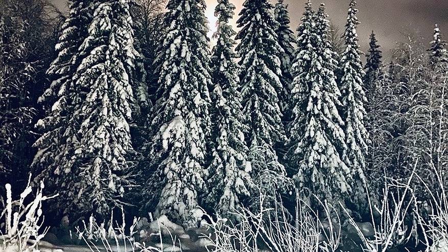 Главная картинка новости: В Коми завершили выявление земель для лесовосстановления на шести объектах