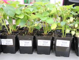 Как вырастить здоровую рассаду: секрет в растворе из нескольких компонентов – растение будет крепким