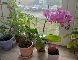 Бросьте сейчас в грунт семечки: к 8 Марта в горшке появится цветущий кустик – красивые бутоны круглый год