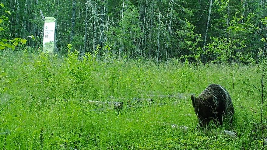 Главная картинка новости: Нацпарк Койгородский в 2024 году посетили 300 туристов