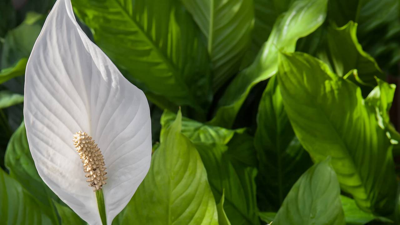 Главная картинка новости: Опрыскиваем спатифиллум — и цветы сосчитать не получится: первые бутоны удивитят уже в Новогодние праздники