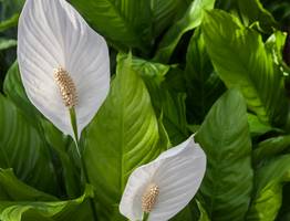 Опрыскиваем спатифиллум — и цветы сосчитать не получится: первые бутоны удивитят уже в Новогодние праздники