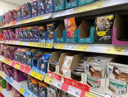 "Не травите этим кошек": в Роскачестве назвали самые худшие марки корма для питомцев