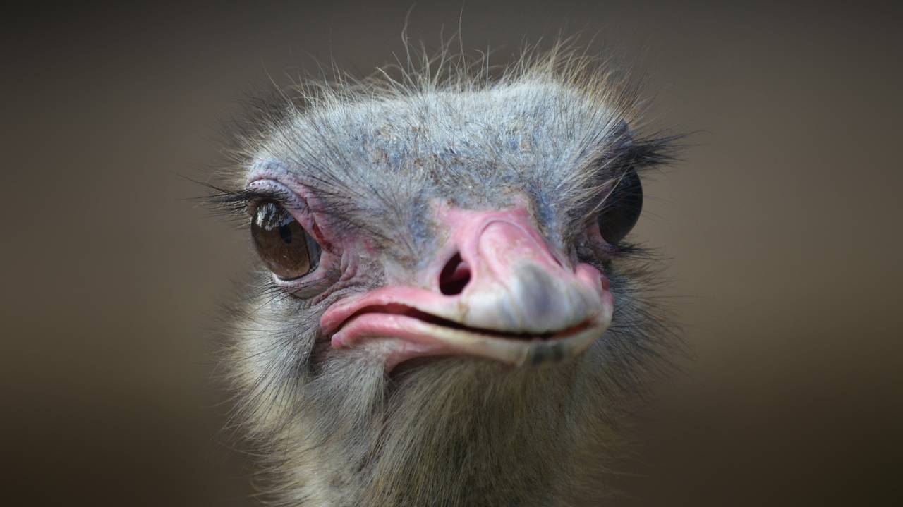 Сбежавший в лес австралийский страус из Коми может оказаться самкой