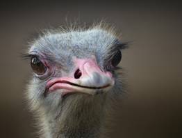 Сбежавший в лес австралийский страус из Коми может оказаться самкой