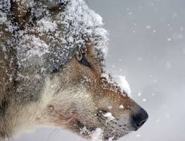 В одном из городов Коми волки убили собаку