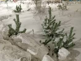 Снежные завалы в Коми превратились в акт вандализма